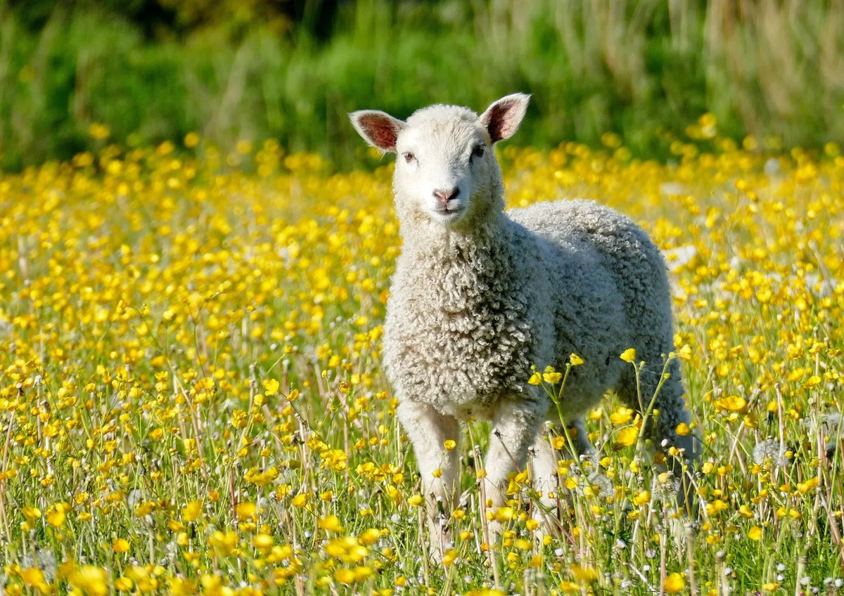 Mon mouton se gratte et perd sa laine