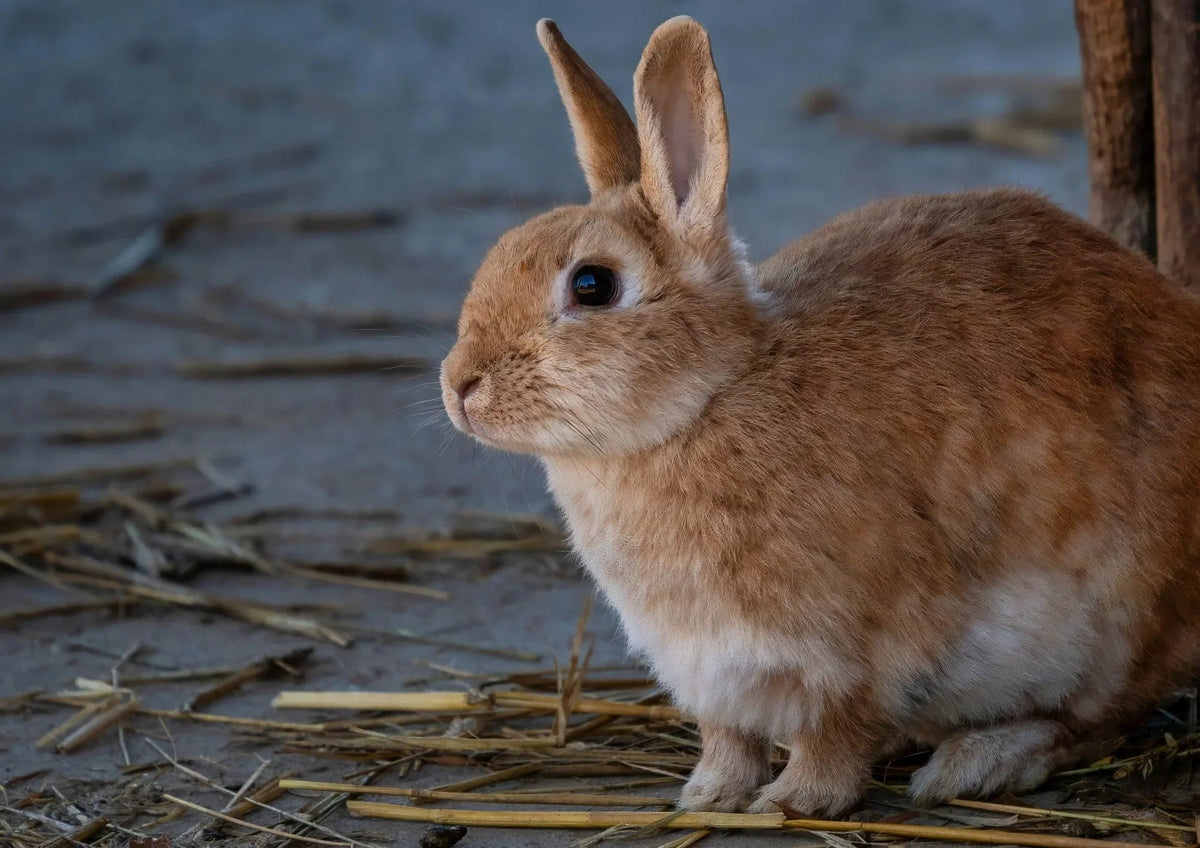 Lapin fauve assis sur un sol de terre et de paille