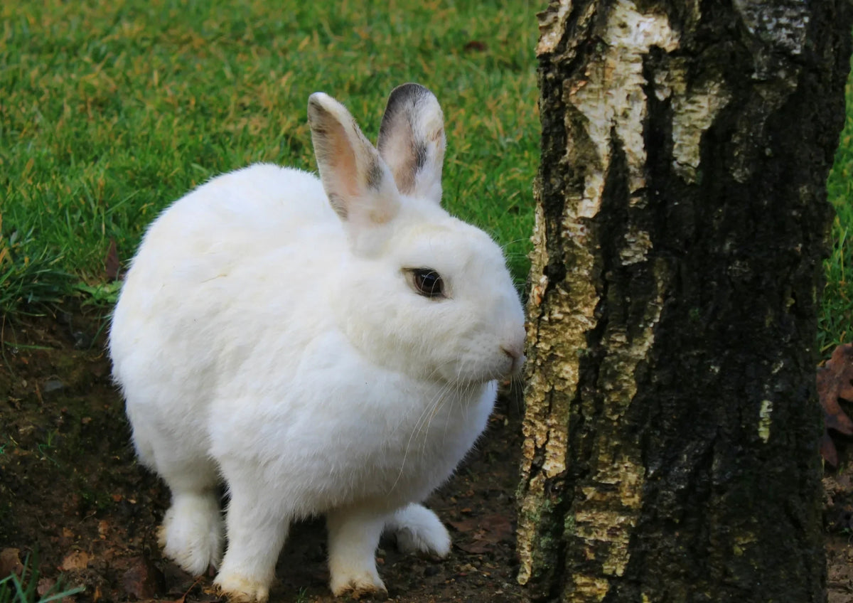 Lapin blanc au pied d'un tronc de bouleau