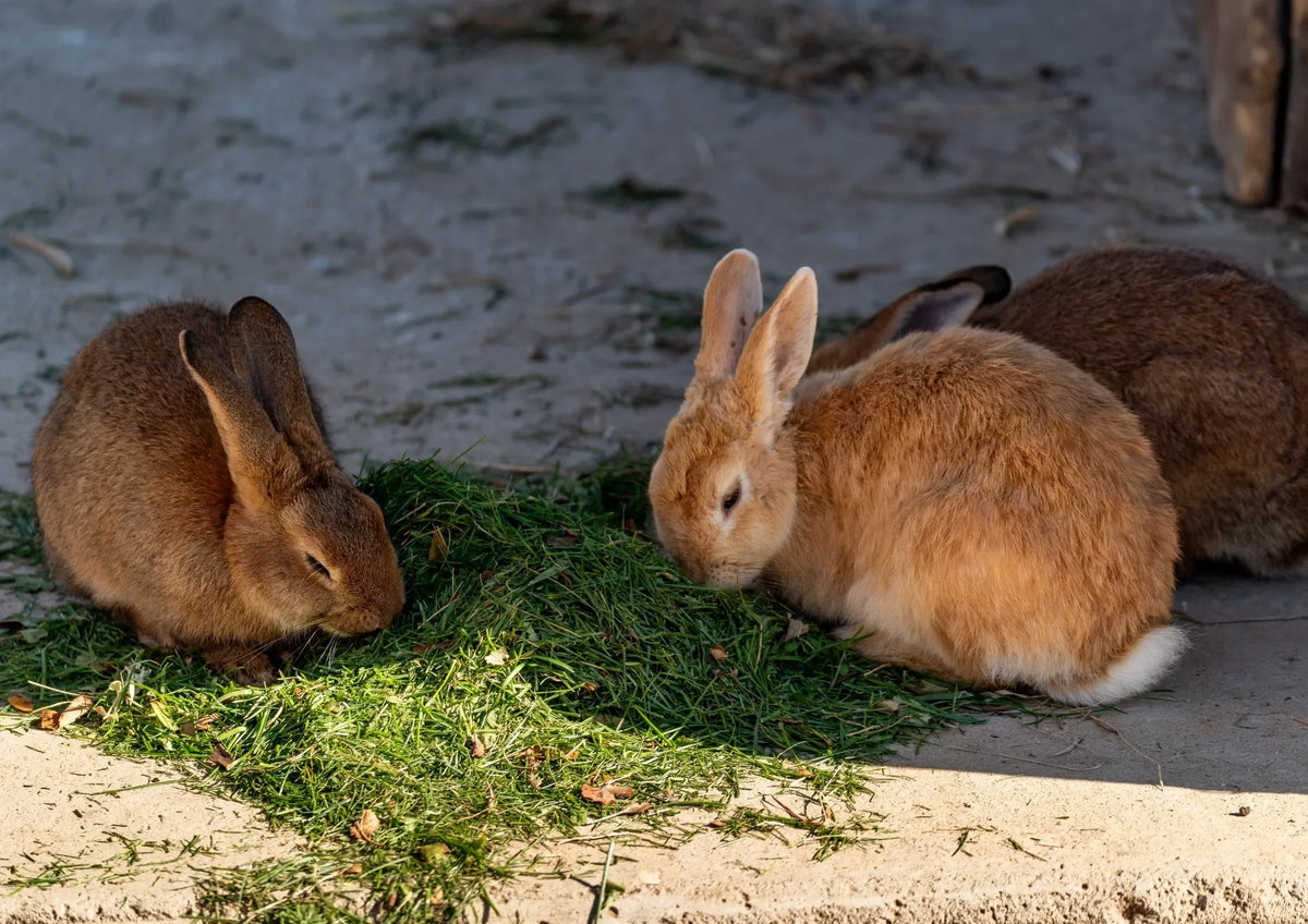 Lapins fauves mangeant de la verdure sur un sol de béton