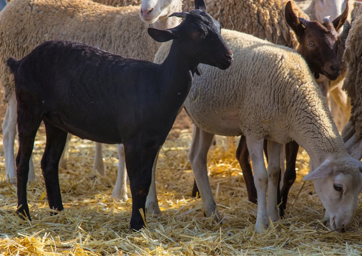 Chèvre ou mouton qui maigrit : les causes à écarter dans l'ordre
