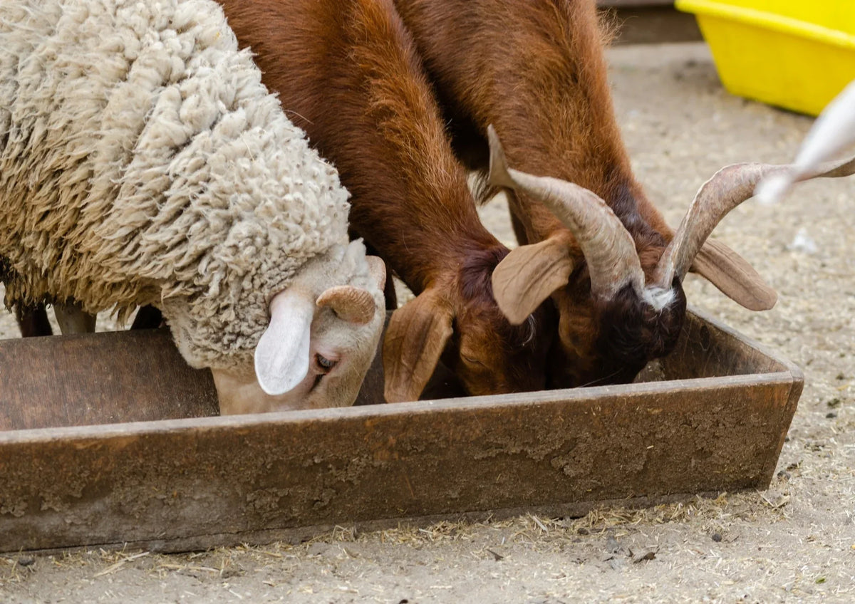 Terre de diatomée pour chèvres et moutons : le mode d'emploi