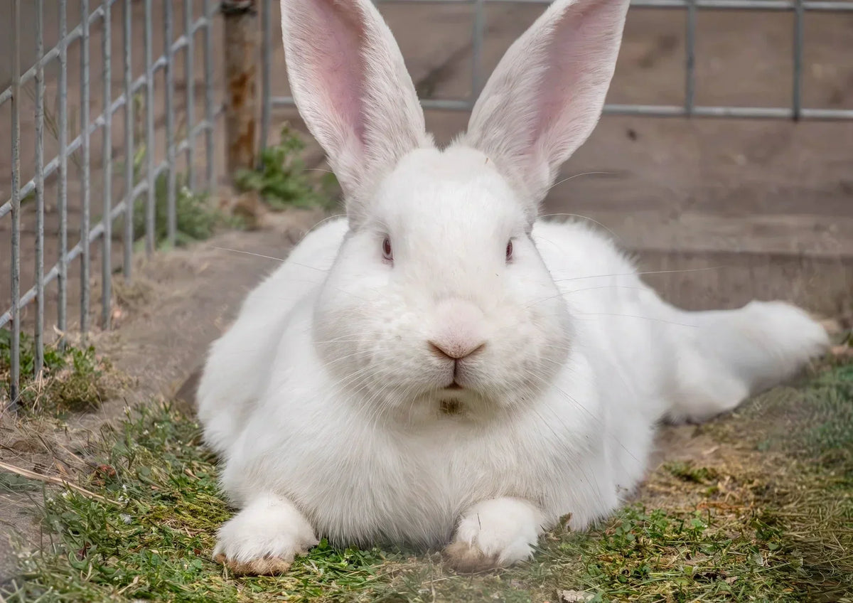 Pelage, mue et croissance du lapin