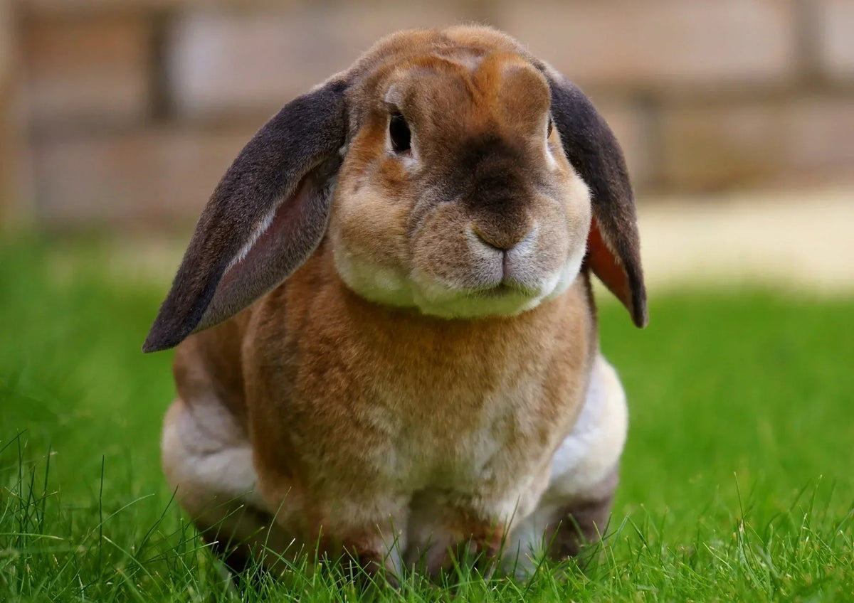 Gale du lapin : oreilles, corps et traitement naturel