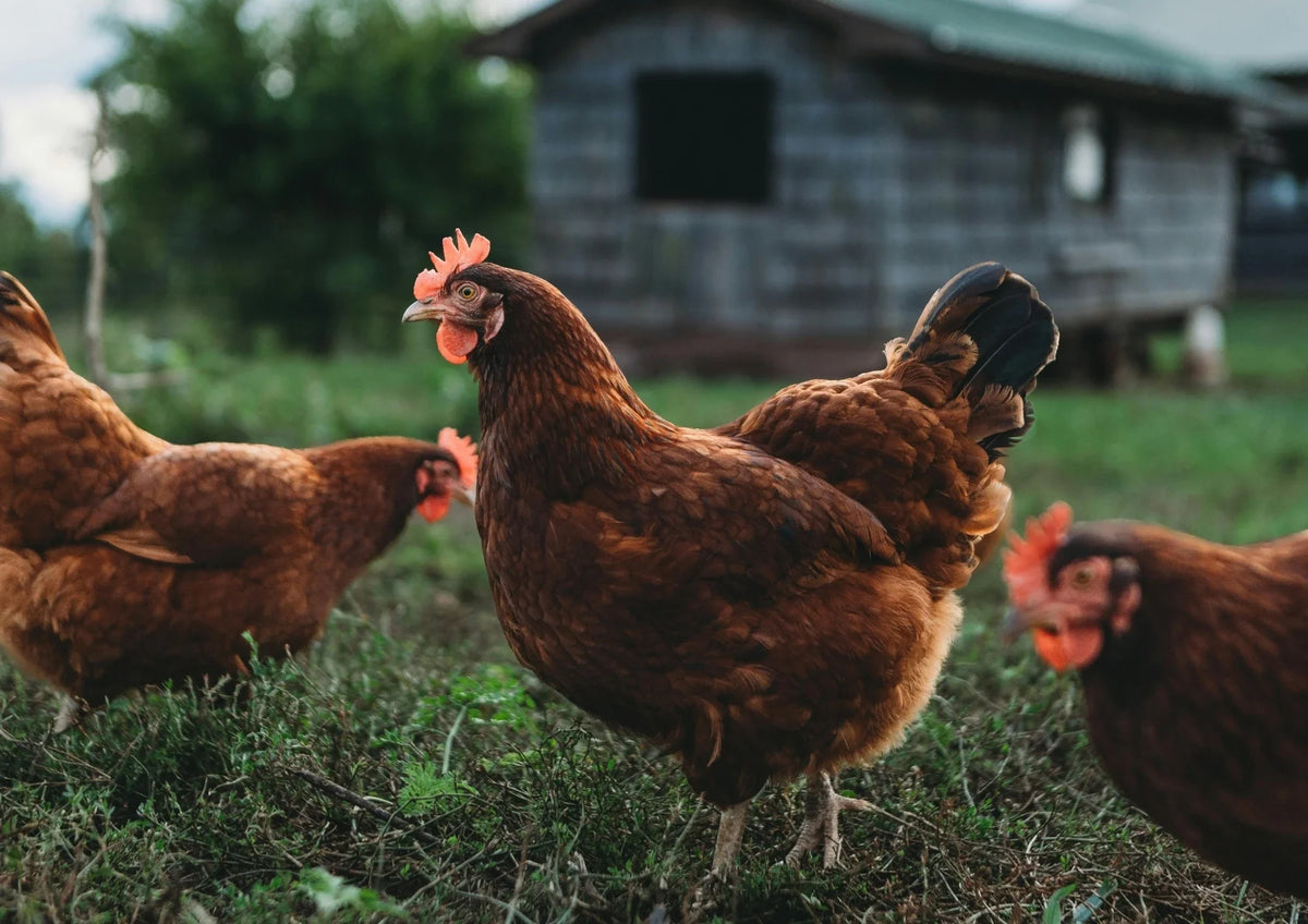 Poules rousses dans l'herbe devant un poulailler