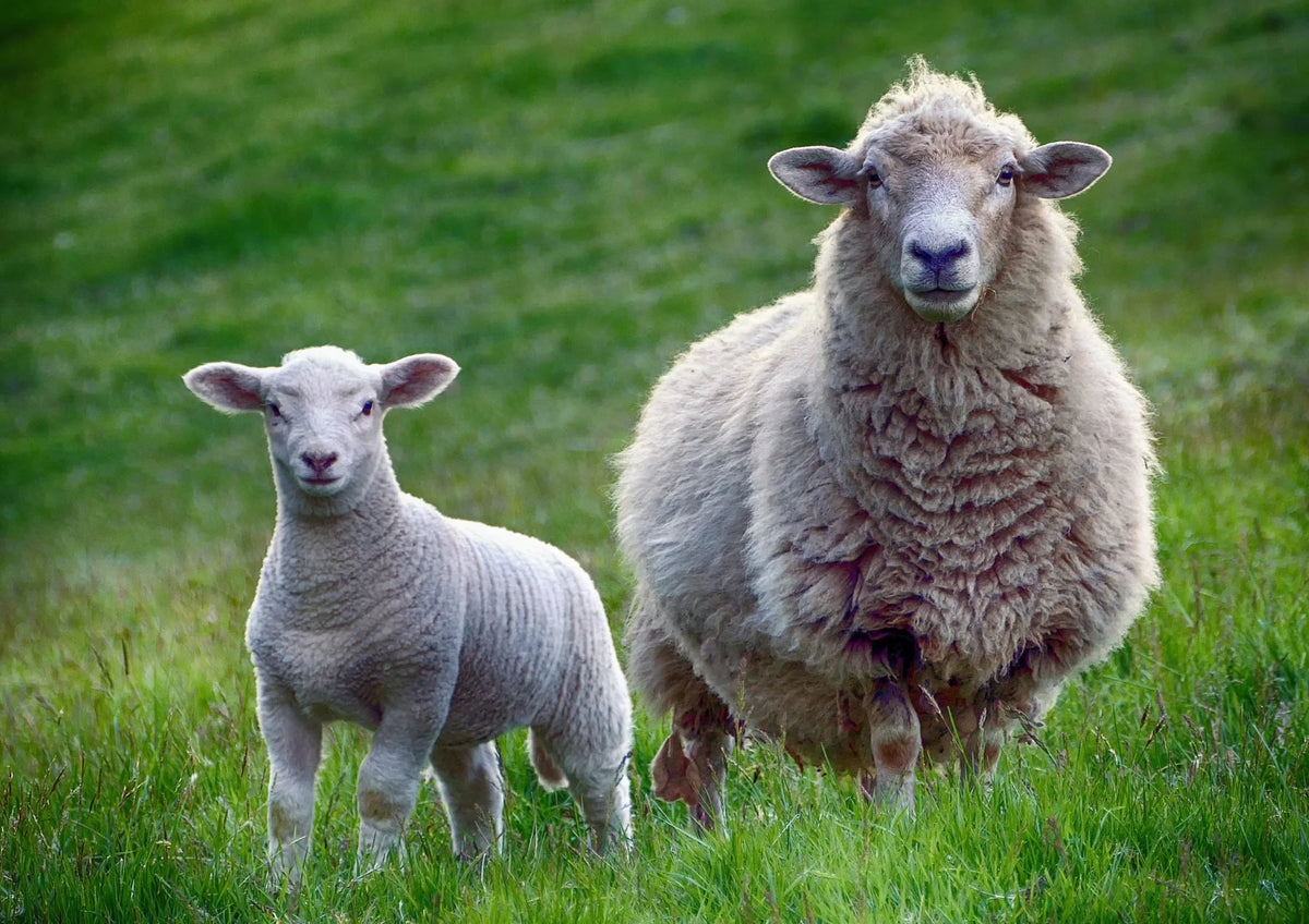 Brebis et son agneau dans un pré
