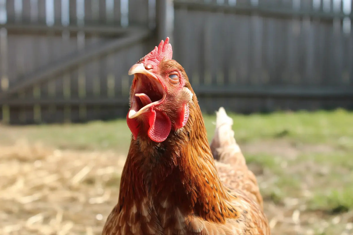 Poule rousse bec grand ouvert, geste évoquant le bâille-bec