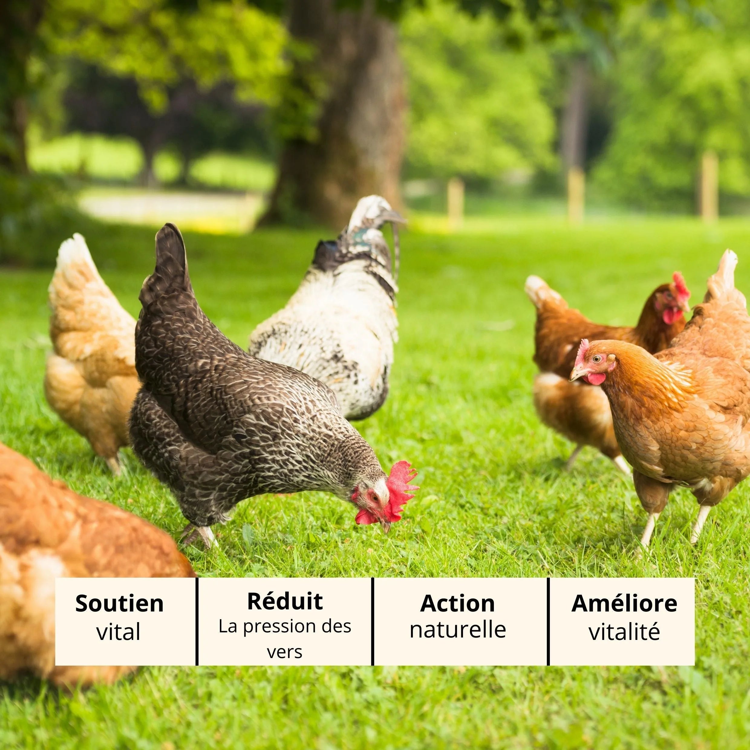 Diavermix Eau - Vermifuge Naturel Poules contre les Vers Intestinaux