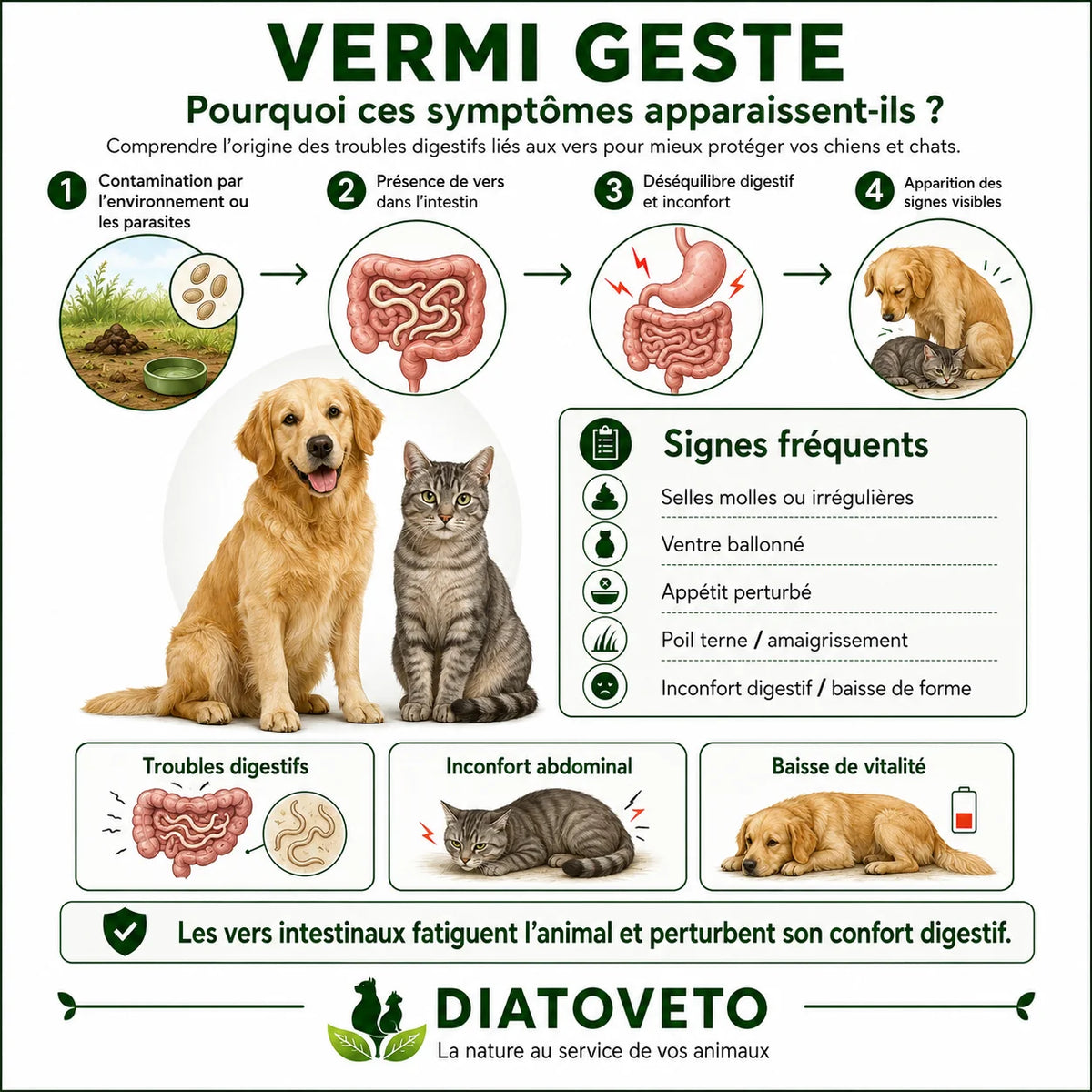 Infographie verte et blanche Vermi Geste avec un chien, un chat, quatre étapes et une liste de signes