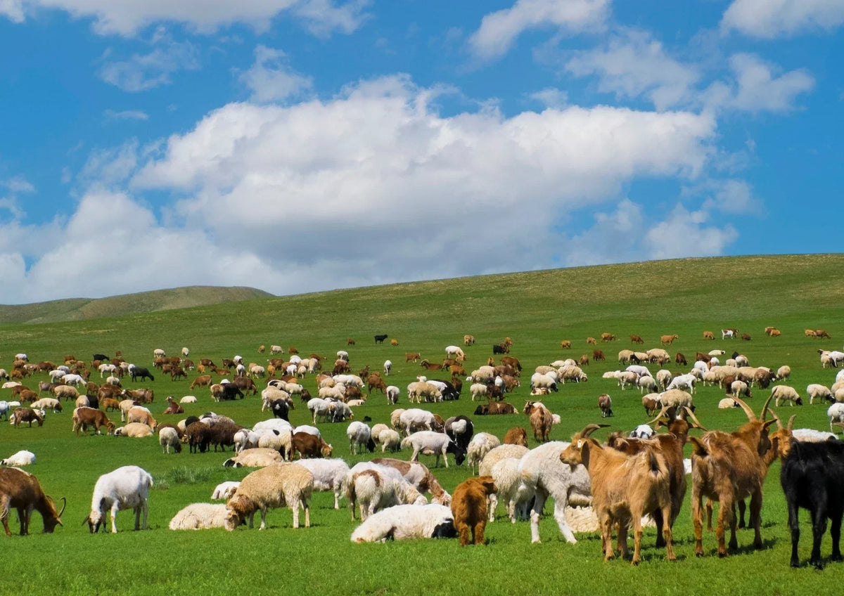 Diarrhée de la chèvre et du mouton : causes et traitement naturel