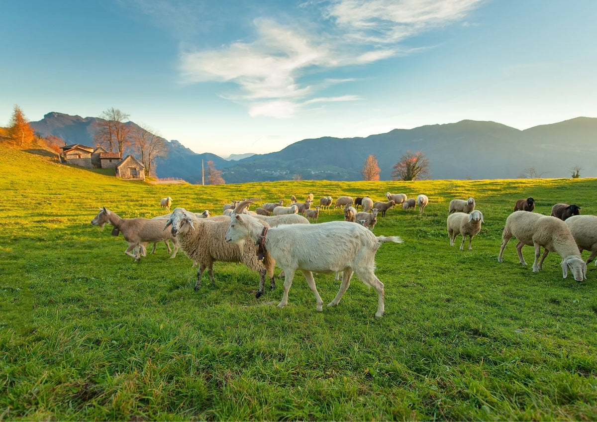 Coccidiose de la chèvre et du mouton