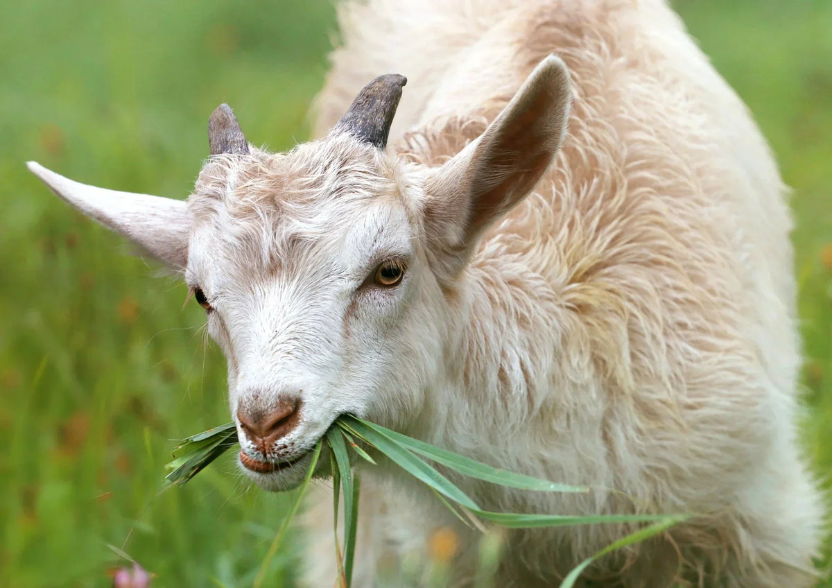 Vermifuge naturel pour chèvres et moutons : le guide complet