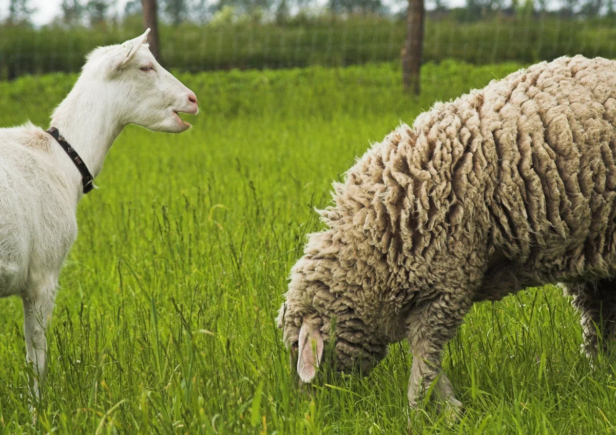 Poux, gale et tiques chez la chèvre et le mouton