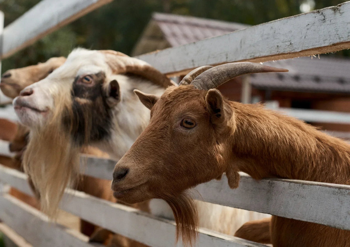 Toux, rhume et troubles respiratoires de la chèvre et du mouton