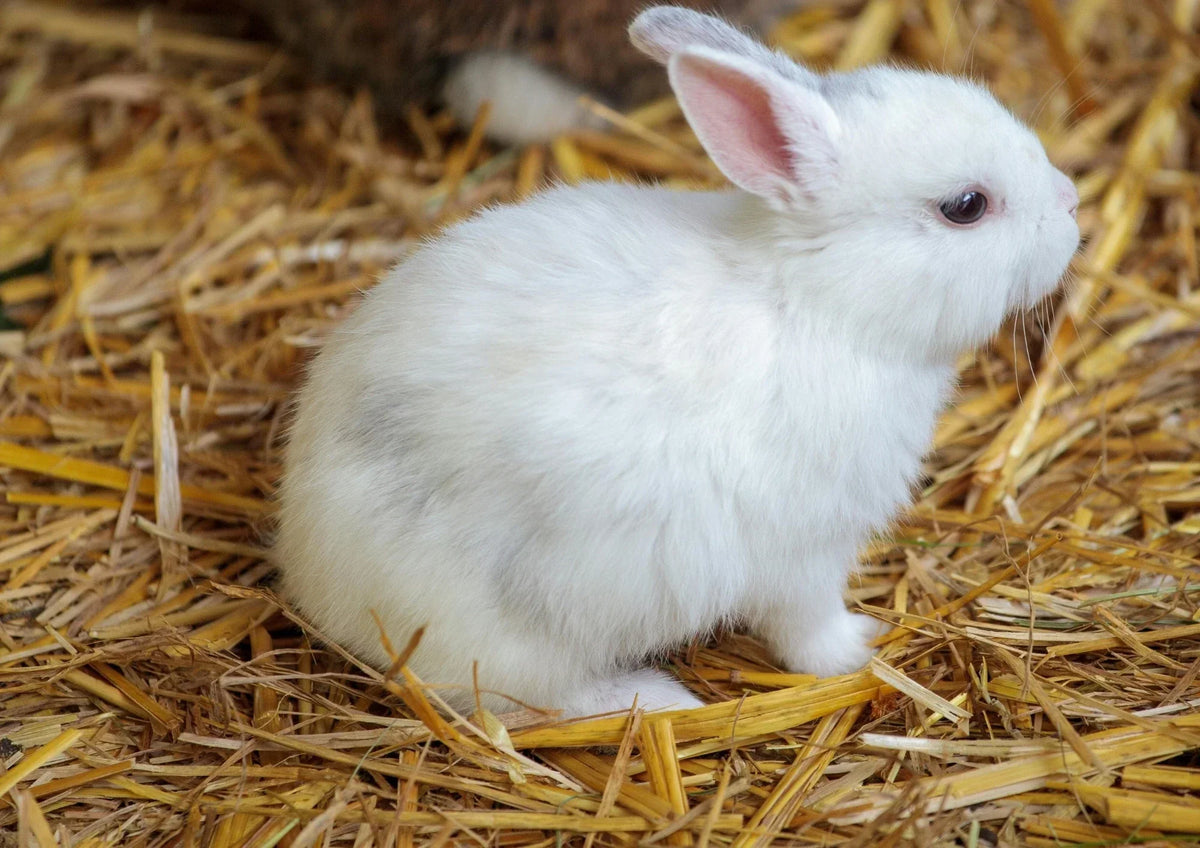 Le calendrier de soins annuel du lapin