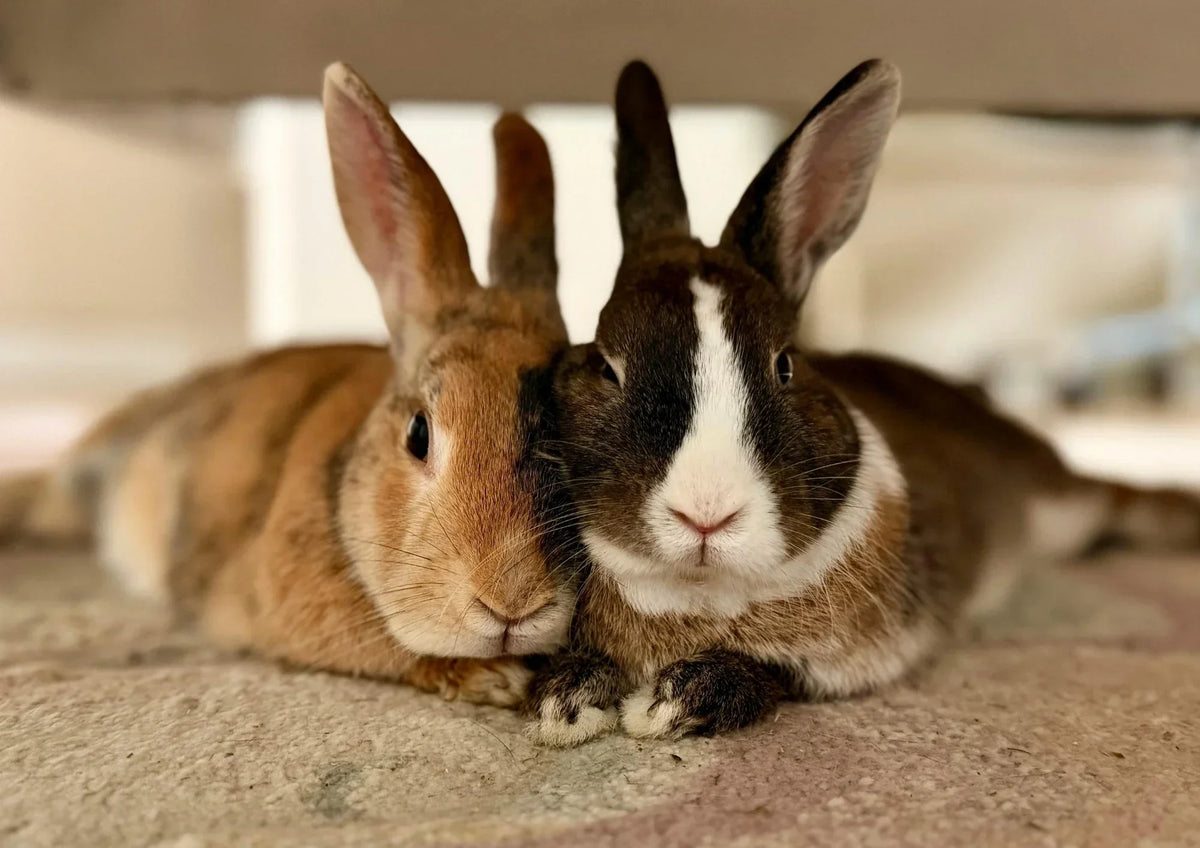 Coryza du Lapin : Symptômes et Traitement Naturel