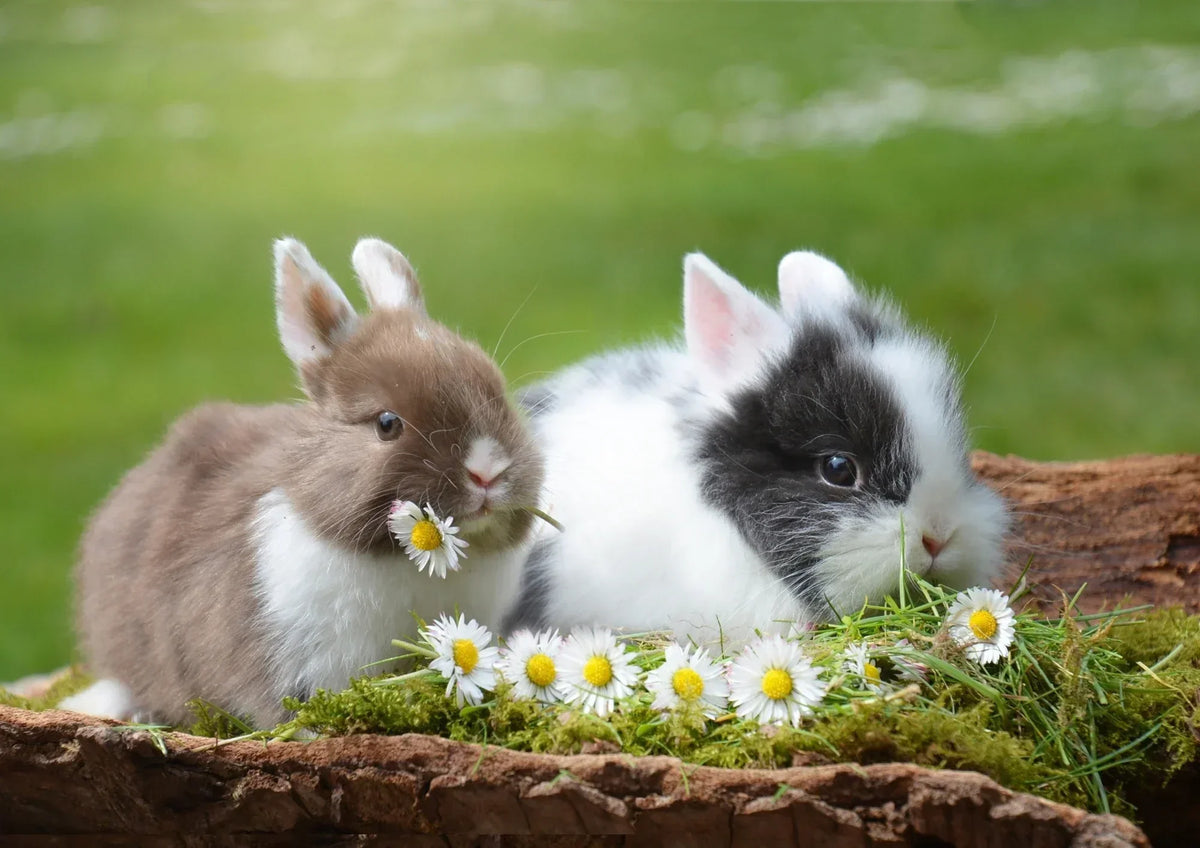 Diarrhée du lapin : l'urgence des 24 heures