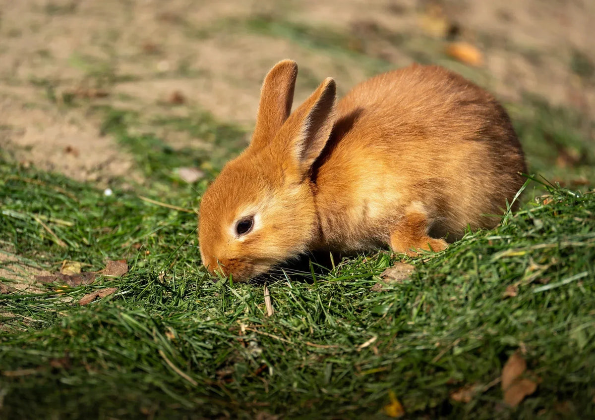 Vermifuge naturel pour lapin : le guide complet