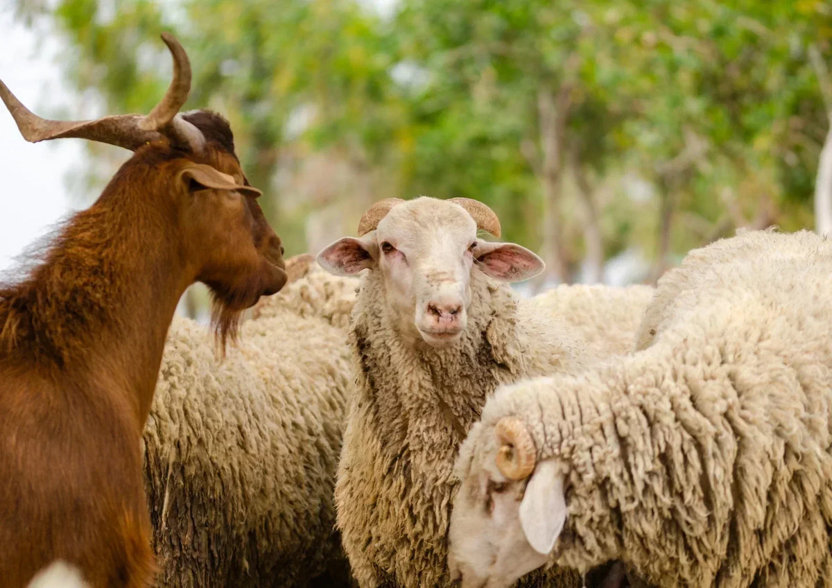 Maladies de la chèvre et du mouton : reconnaître, soigner, prévenir