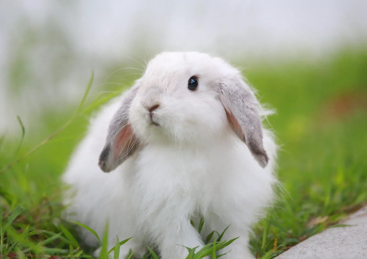 Maladies du lapin : reconnaître, soigner, prévenir
