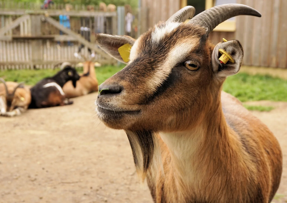 Chèvre brune aux cornes recourbées, boucles d'identification aux oreilles