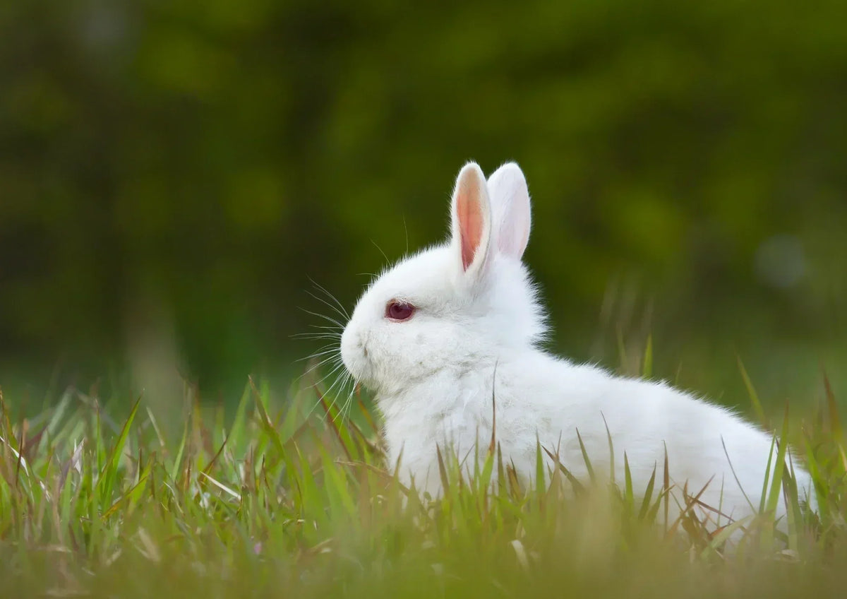 Coccidiose du lapin : reconnaître, traiter, prévenir