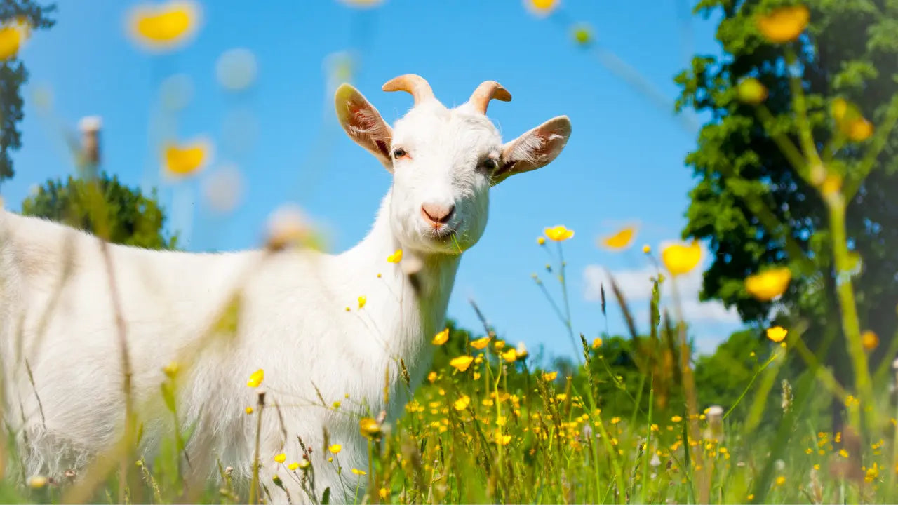 Soins pour Chèvres, Moutons & Chevaux : Solutions Naturelles pour une Santé Optimale Diatosphere