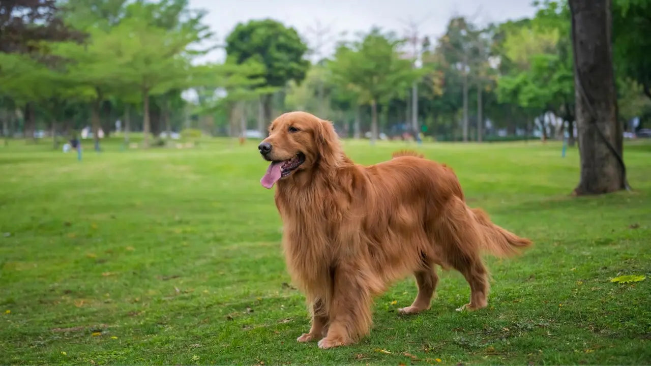 Soins pour Chiens et Chats : Solutions Naturelles pour une Santé Optimale Diatosphere