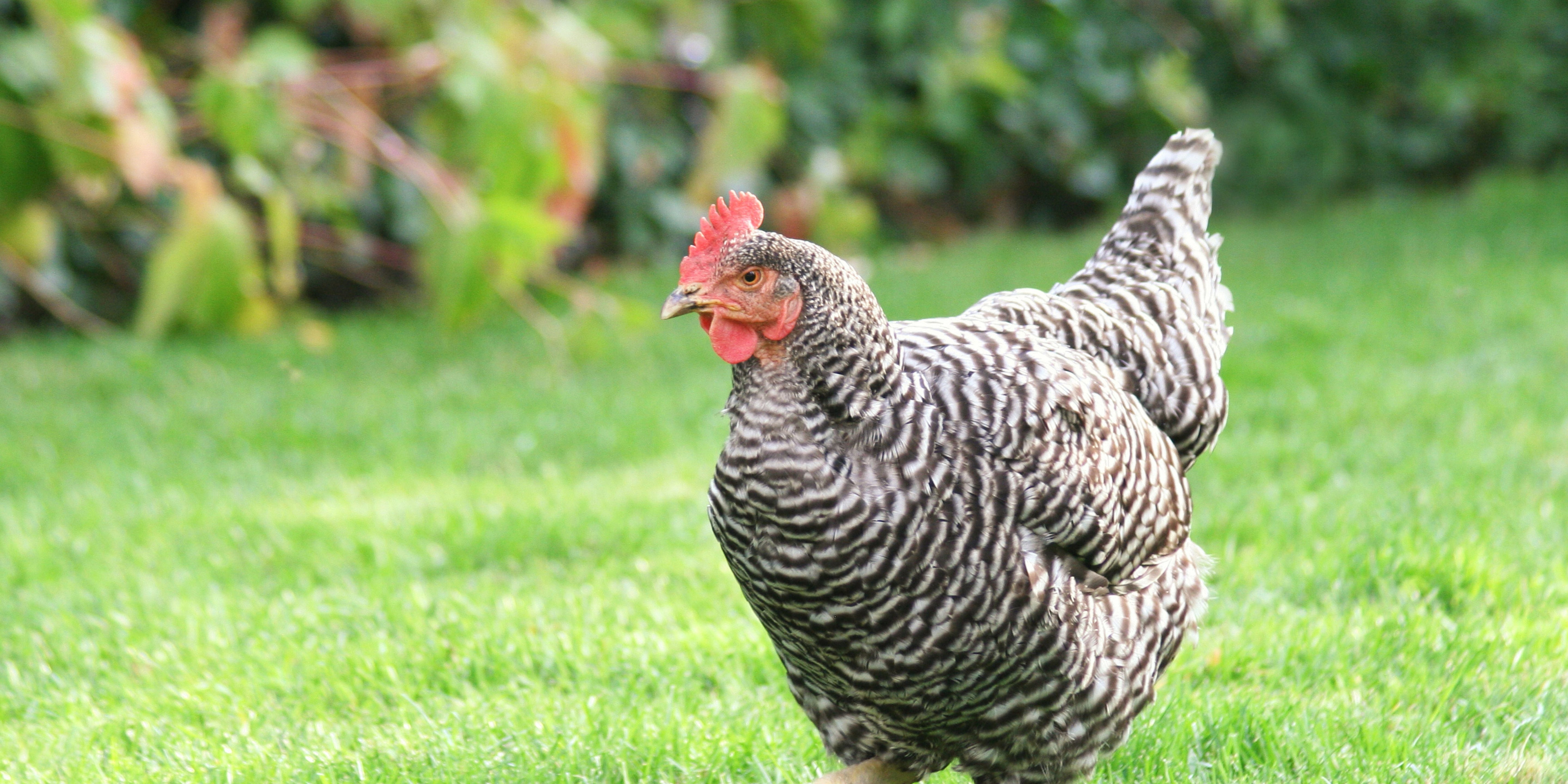 Traitement Naturel pour Coccidiose et Diarrhée chez les Poules Diatosphere