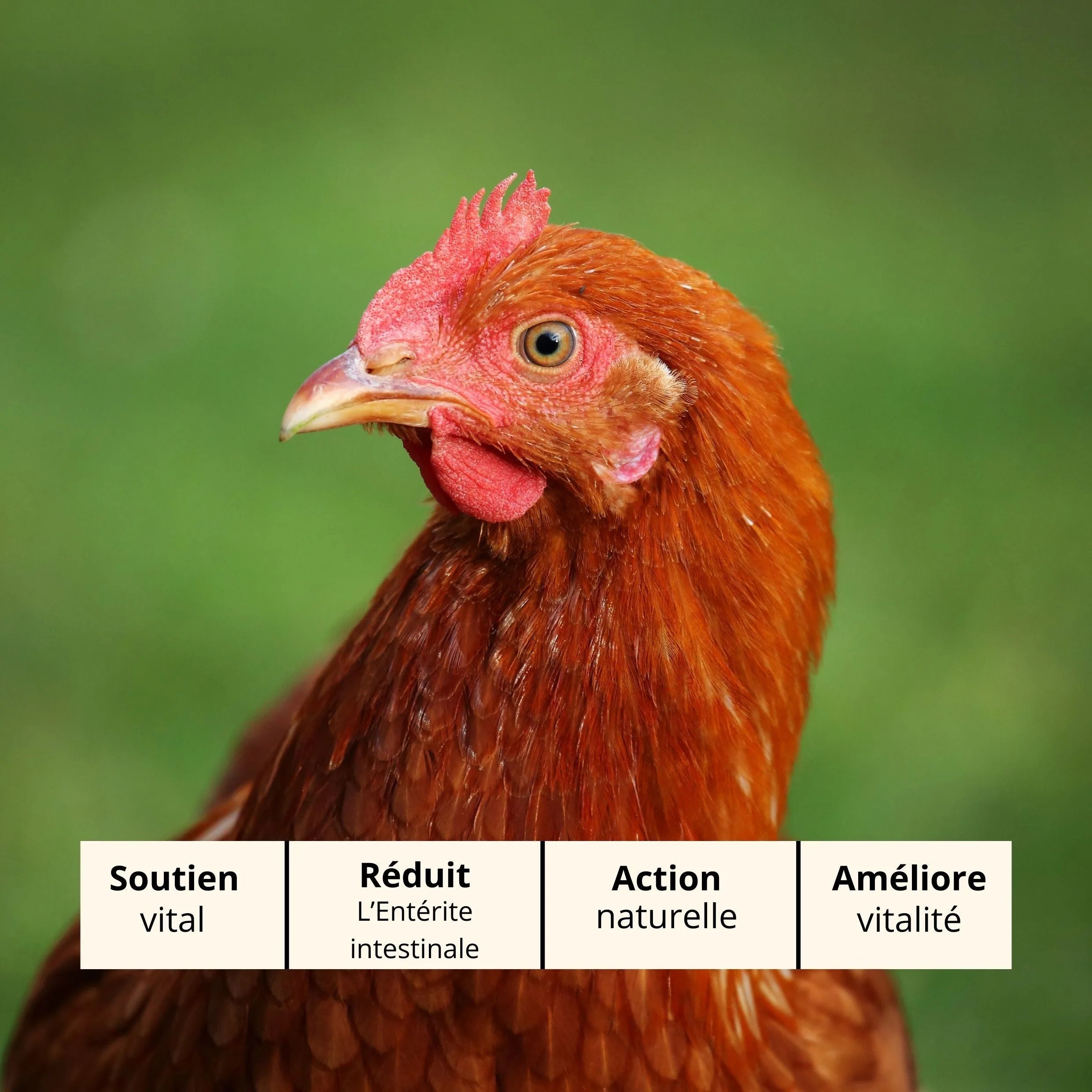 Entero Dia : Traitement Naturel contre Entérocolite et Diarrhée chez les Poules