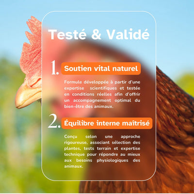 Septi Dia : Traitement Naturel contre Infections Bactériennes chez les Poules (E. coli, Salmonella, Soutien Pulmonaire) Diatosphere