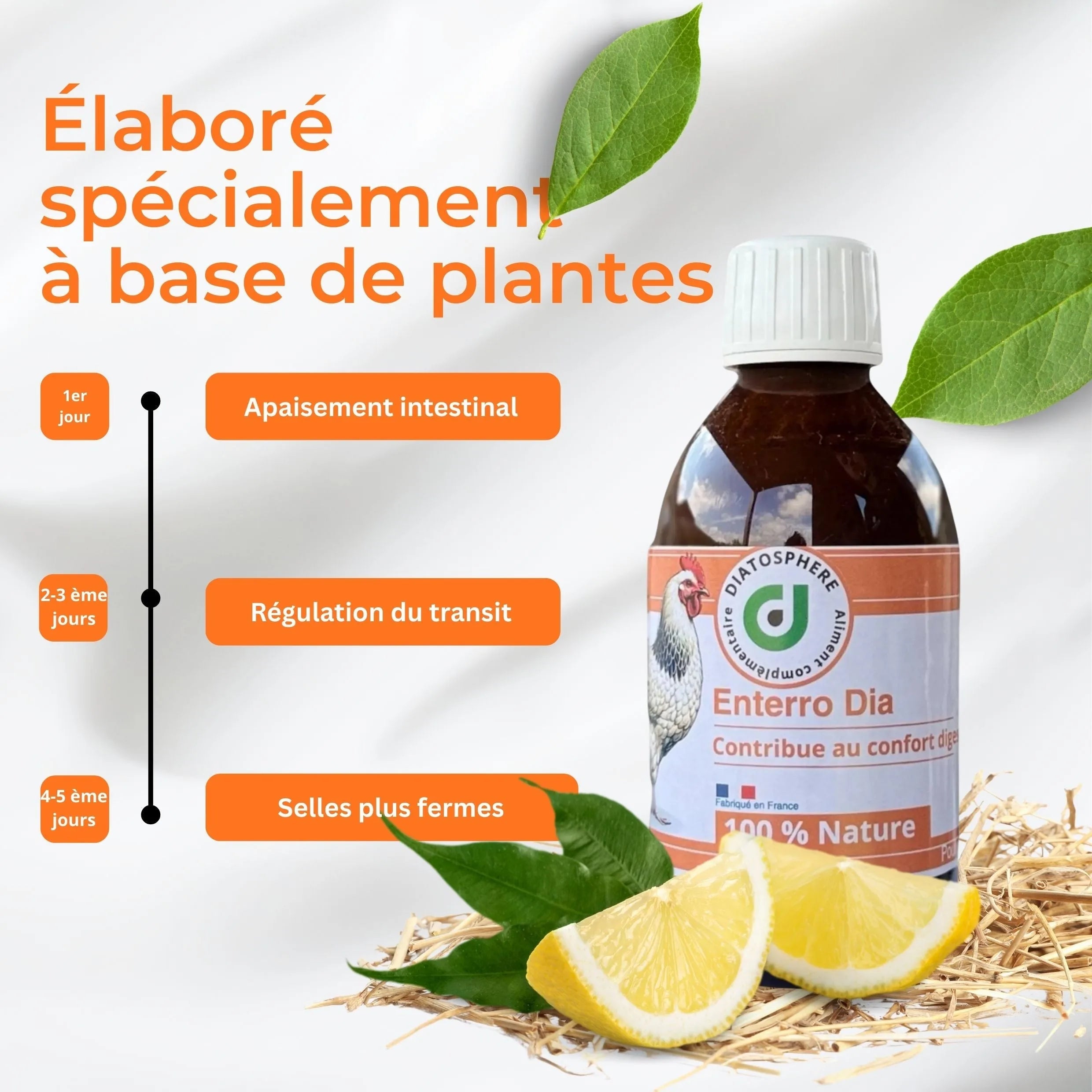 Entero Dia : Traitement Naturel contre Entérocolite et Diarrhée chez les Poules