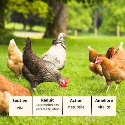 Capi-Prev | Prévention Vers Jabot Poule Naturel Bio