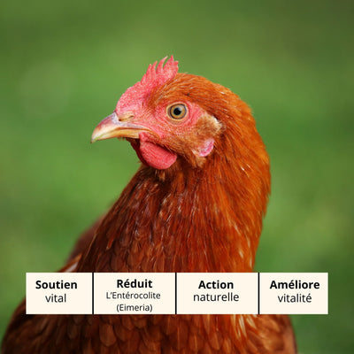 Septi Dia : Traitement Naturel contre Infections Bactériennes chez les Poules (E. coli, Salmonella, Soutien Pulmonaire) Diatosphere