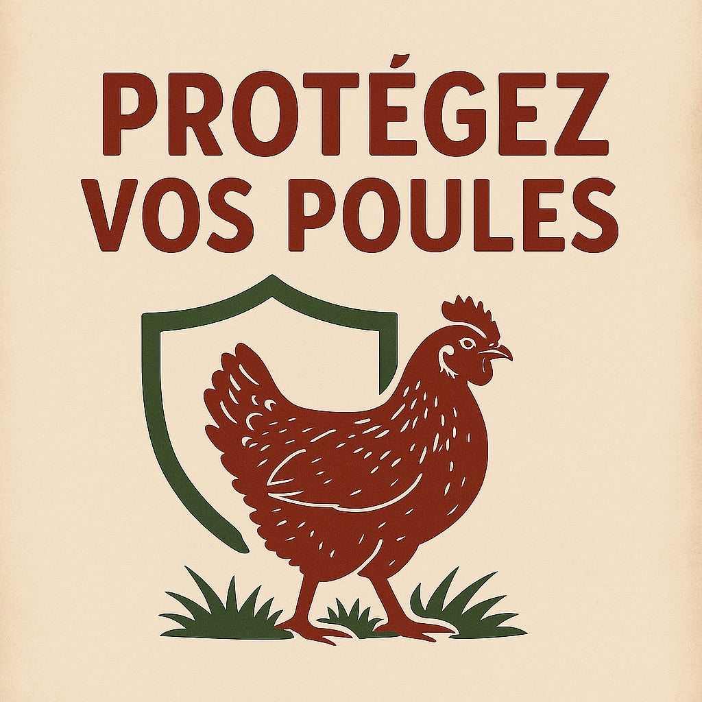 Solutions naturelles pour la santé et la protection des poules